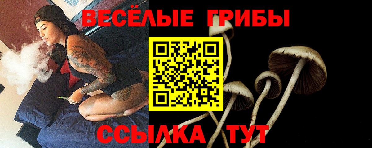 Псилоцибиновые грибы Psilocybine cubensis Кисловодск